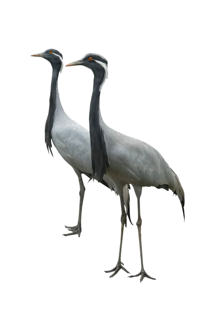 Animal Image