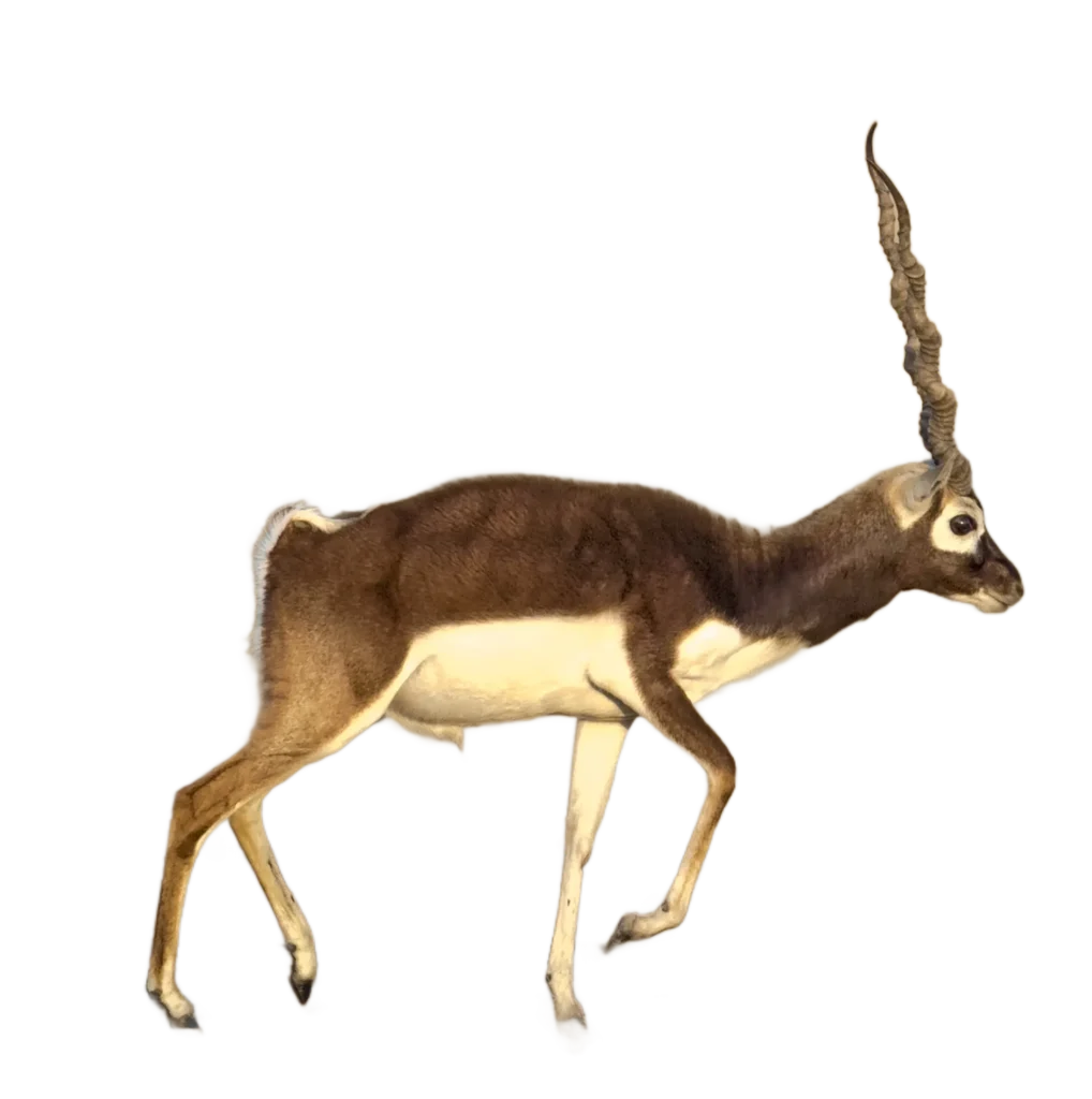 Animal Image