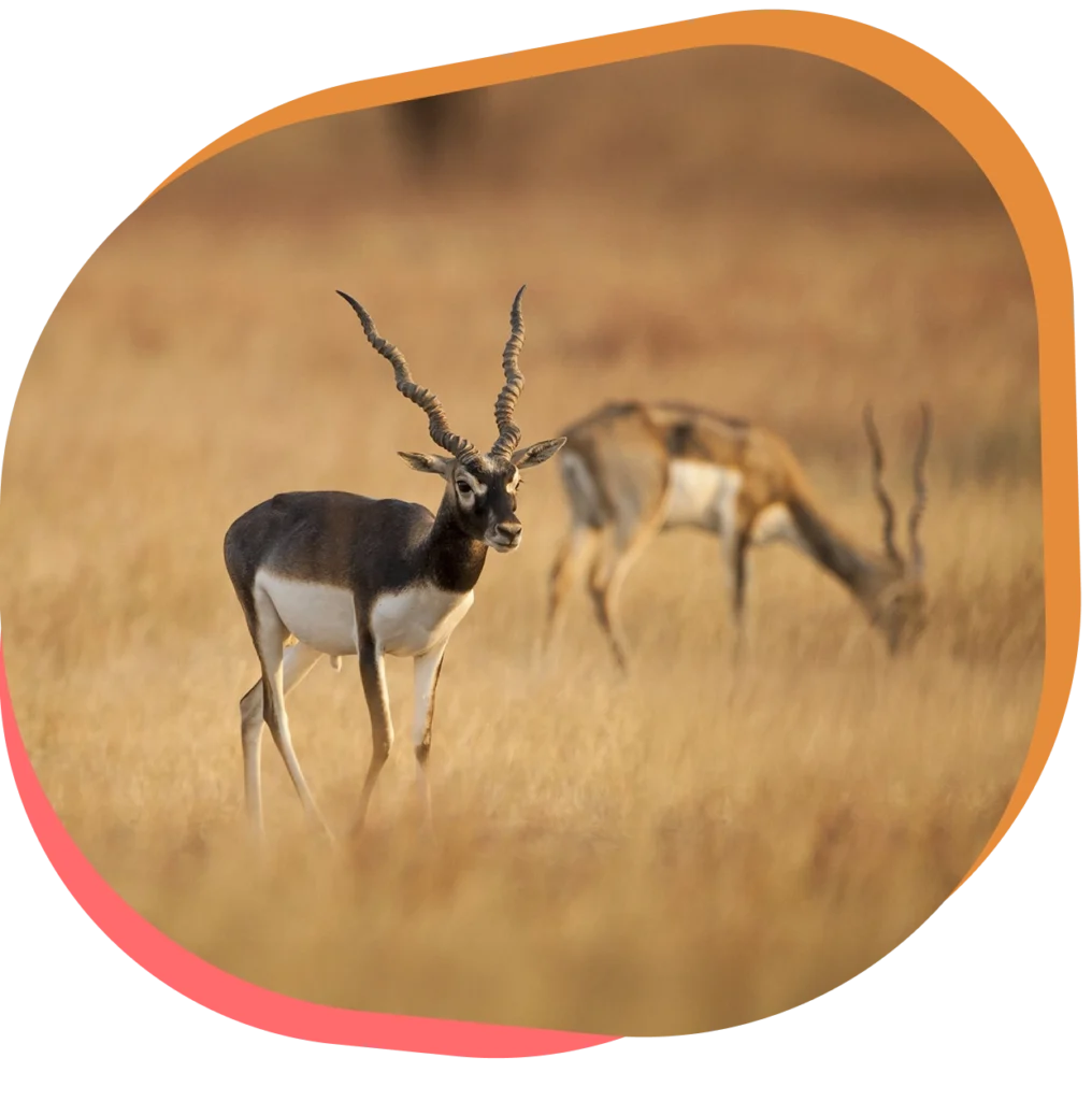 Découvrez l’Antilope cervicapre