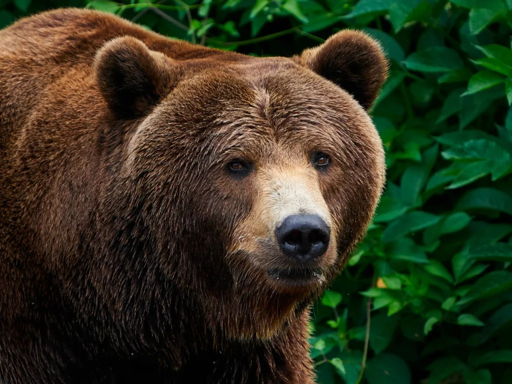 Découvrez l’ours brun