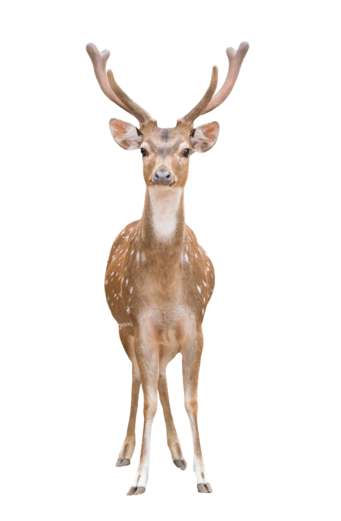 Animal Image