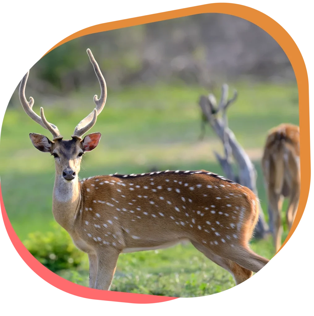 Découvrez le cerf axis