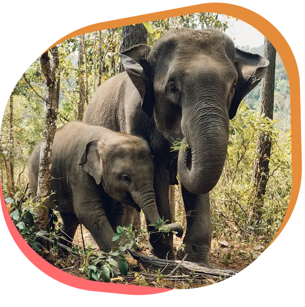 Découvrez l’éléphant d’asie