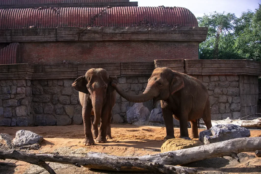 Découvrez l’éléphant d’asie