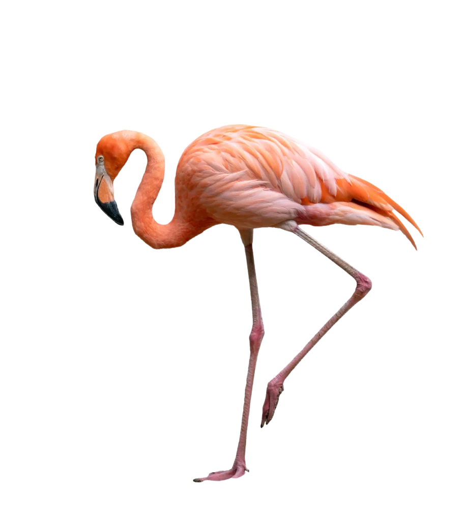 Animal Image