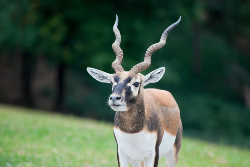 Découvrez l’Antilope cervicapre