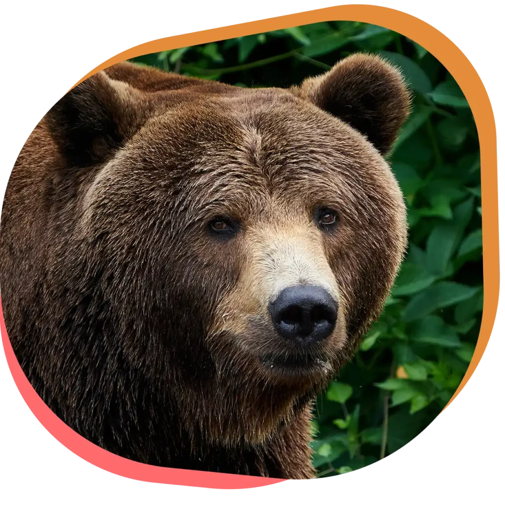 Découvrez l’ours brun