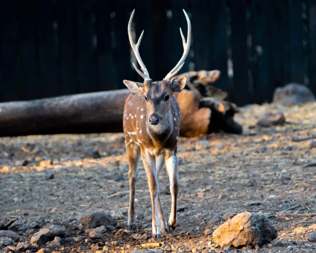 Découvrez le cerf axis