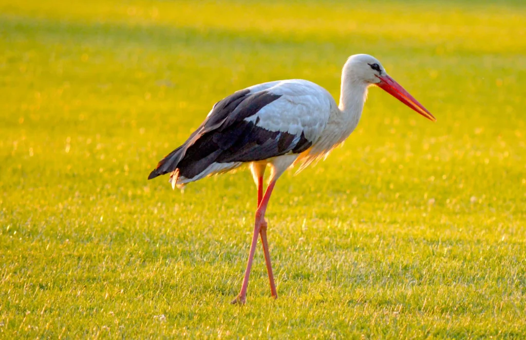 Découvrez le tantale ibis