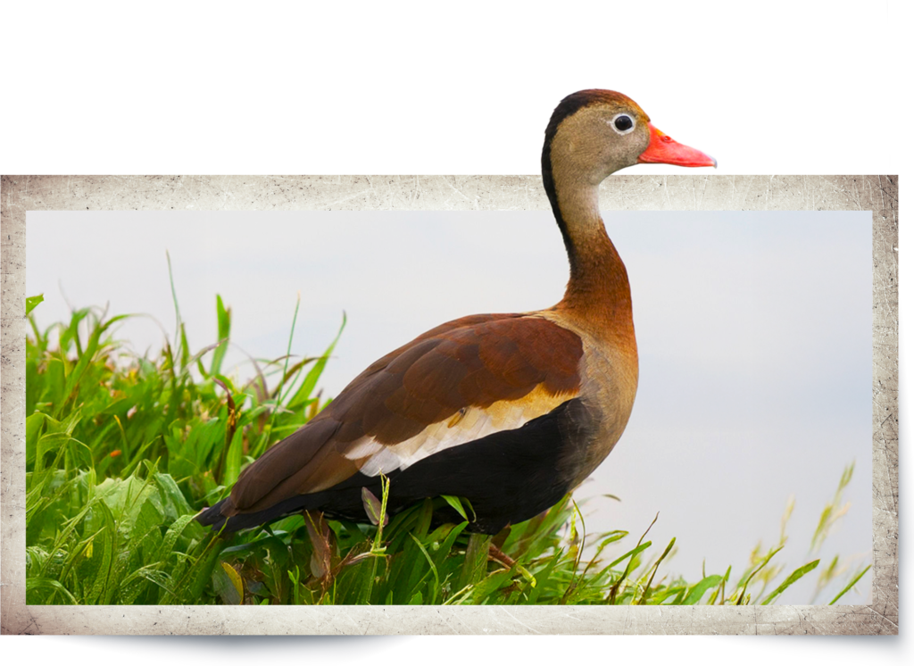 Animal Image