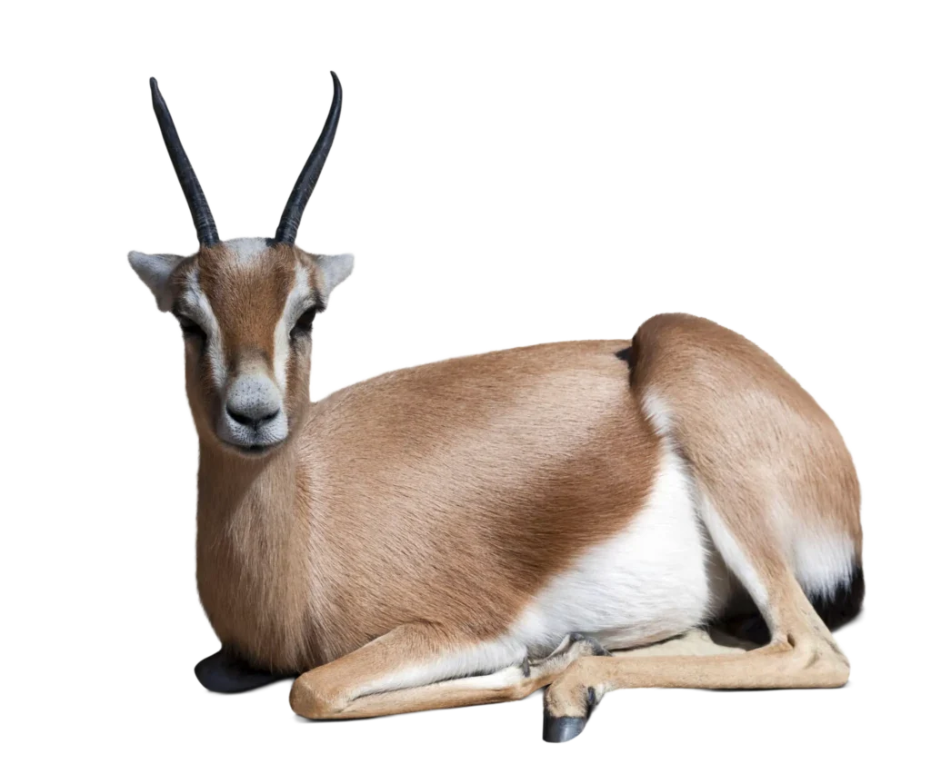 Animal Image