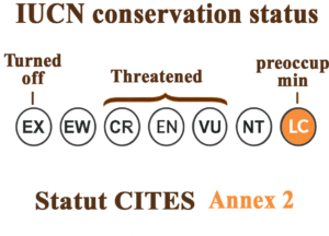 Conservation Status (IUCN Red List)