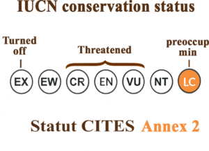 Conservation Status (IUCN Red List)