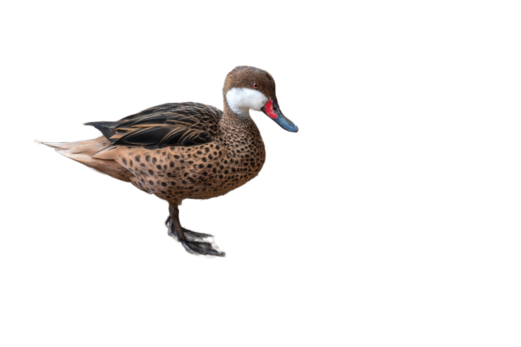 Animal Image