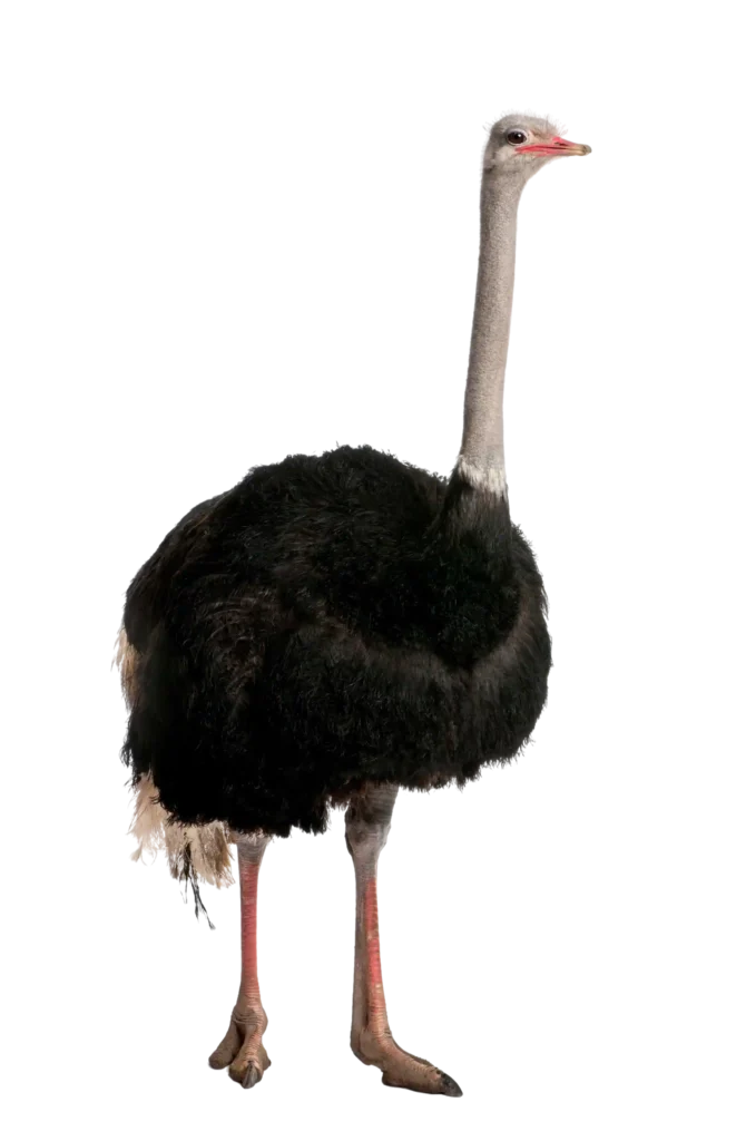 Animal Image