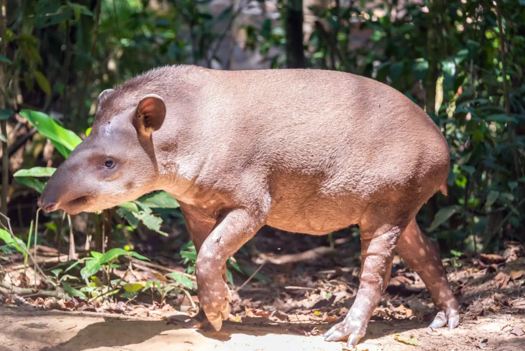 Découvrez le Tapir du brésil