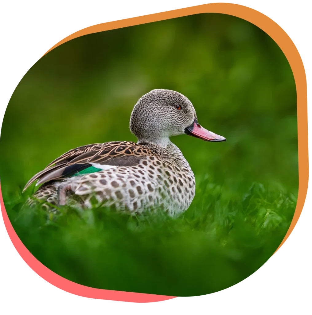 Découvrez le canard du Cap