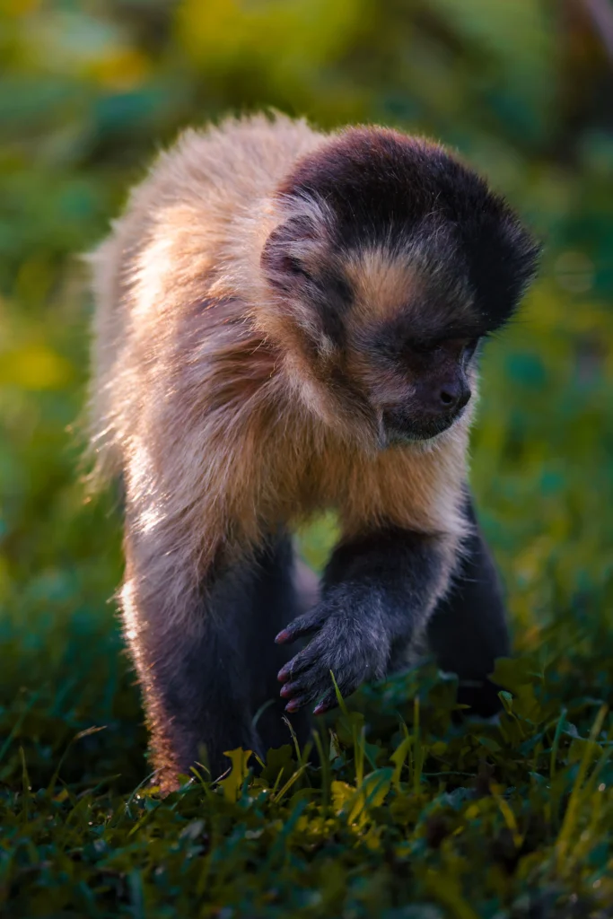 Découvrez le singe capucin