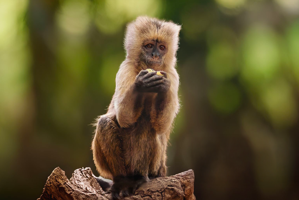 Découvrez le singe capucin olive