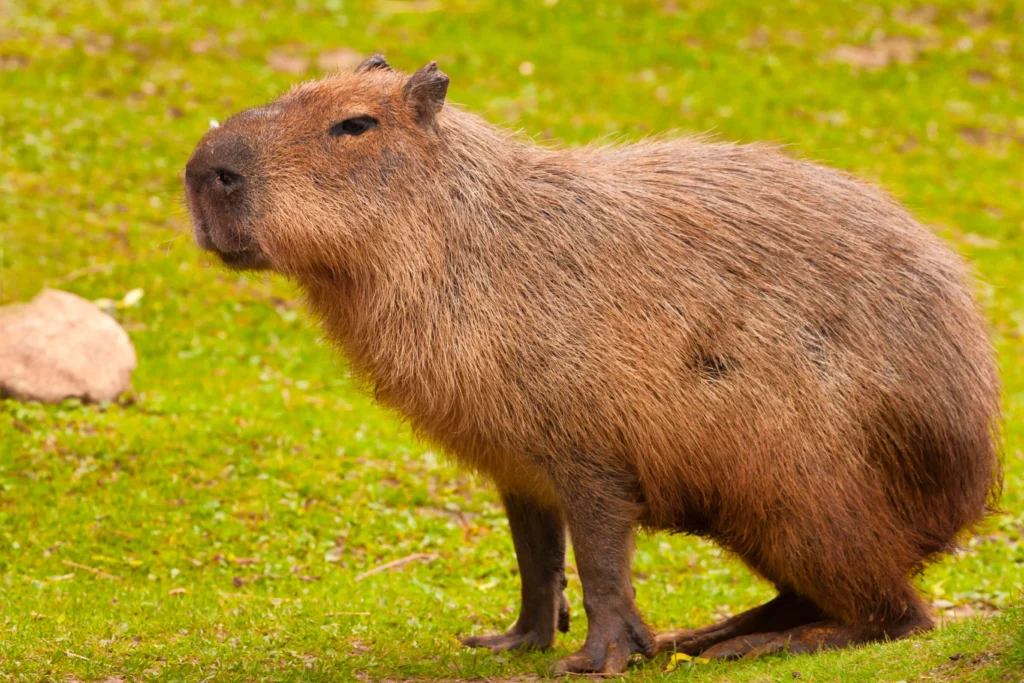 Découvrez le capybara