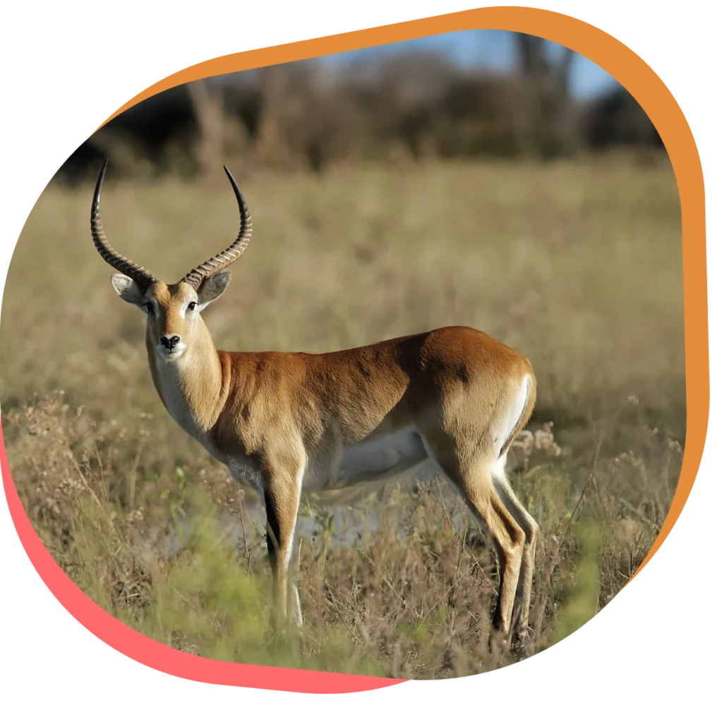 Découvrez le Cobe de lechwe