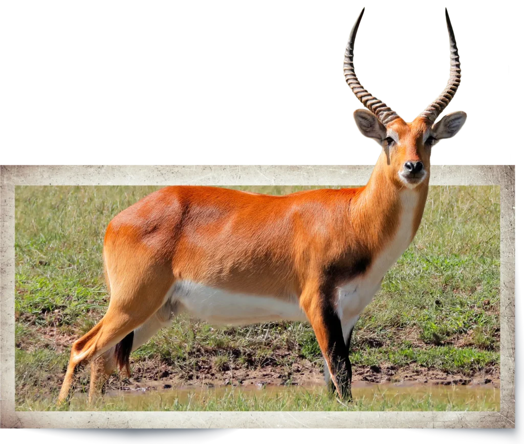 Animal Image