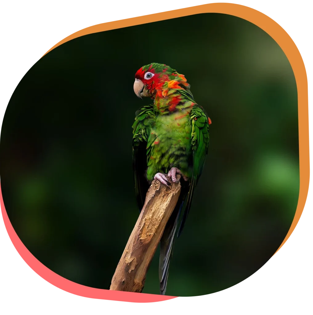 Découvrez la conure mitrée