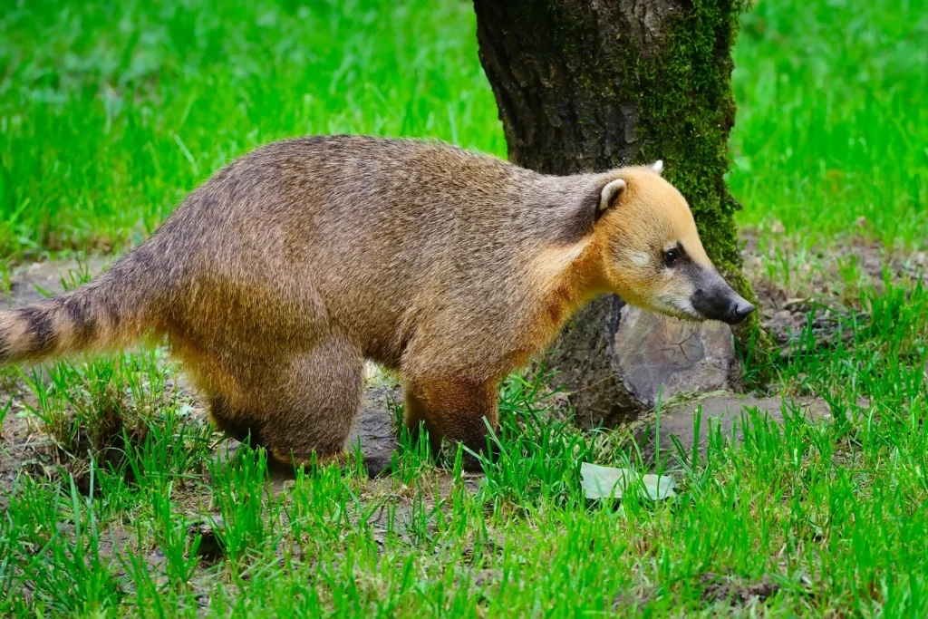 Découvrez le coati roux