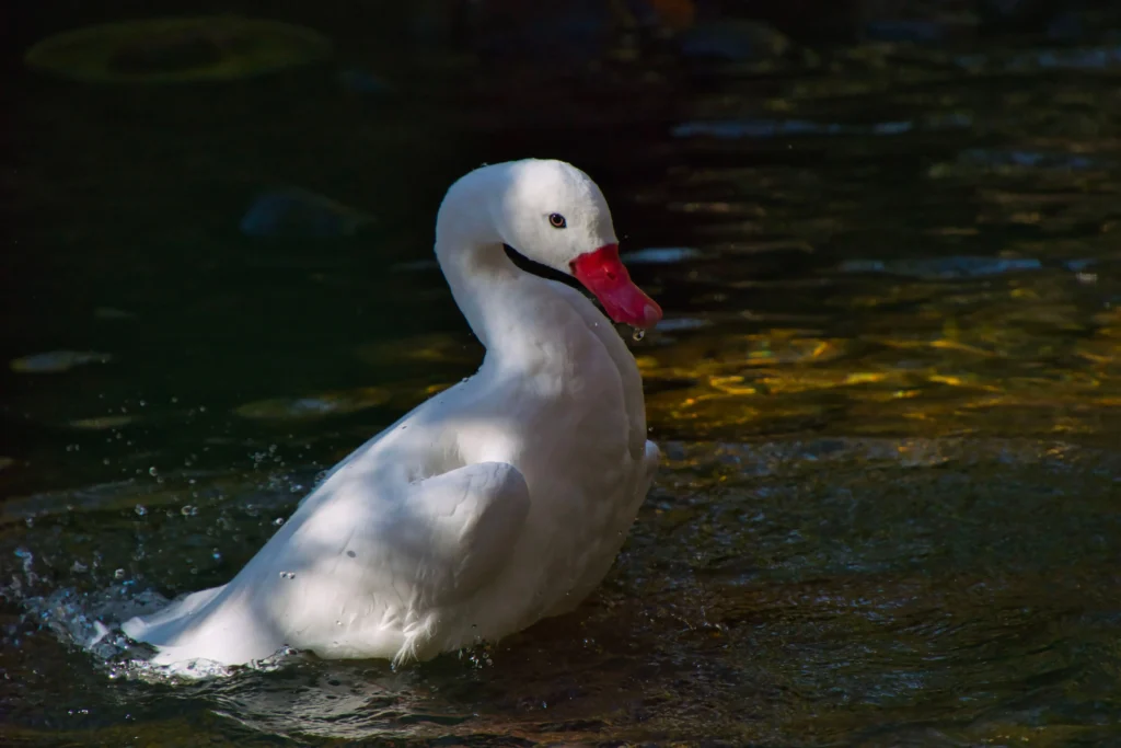 Découvrez le cygne Coscoroba