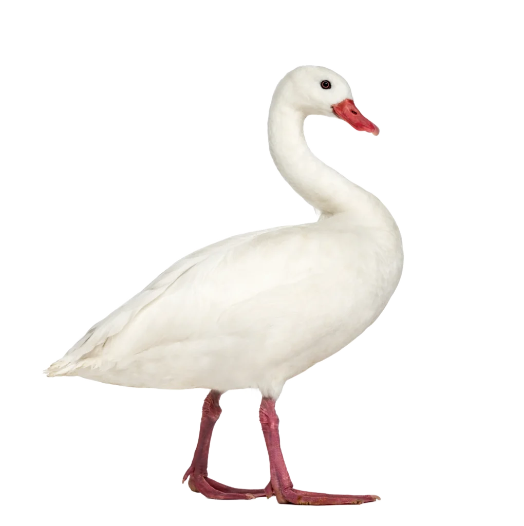 Animal Image