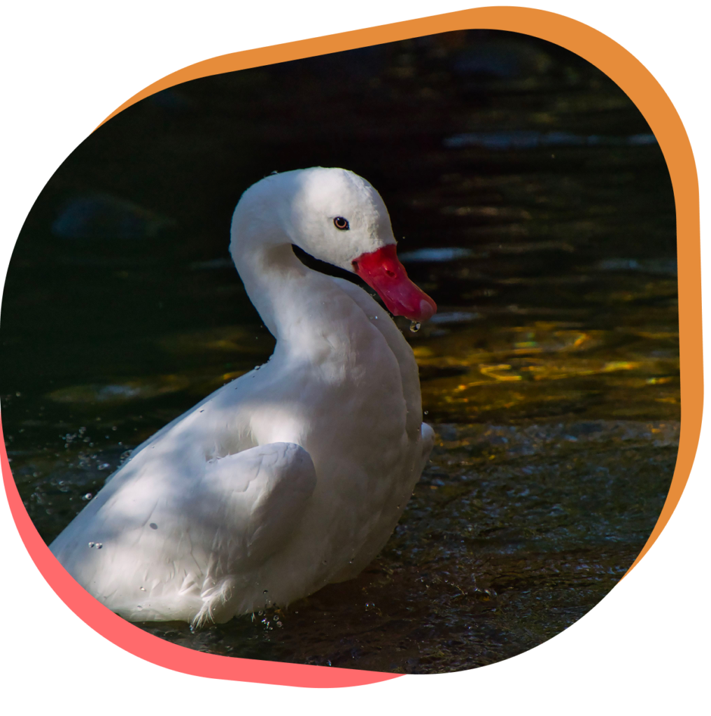 Découvrez le cygne Coscoroba