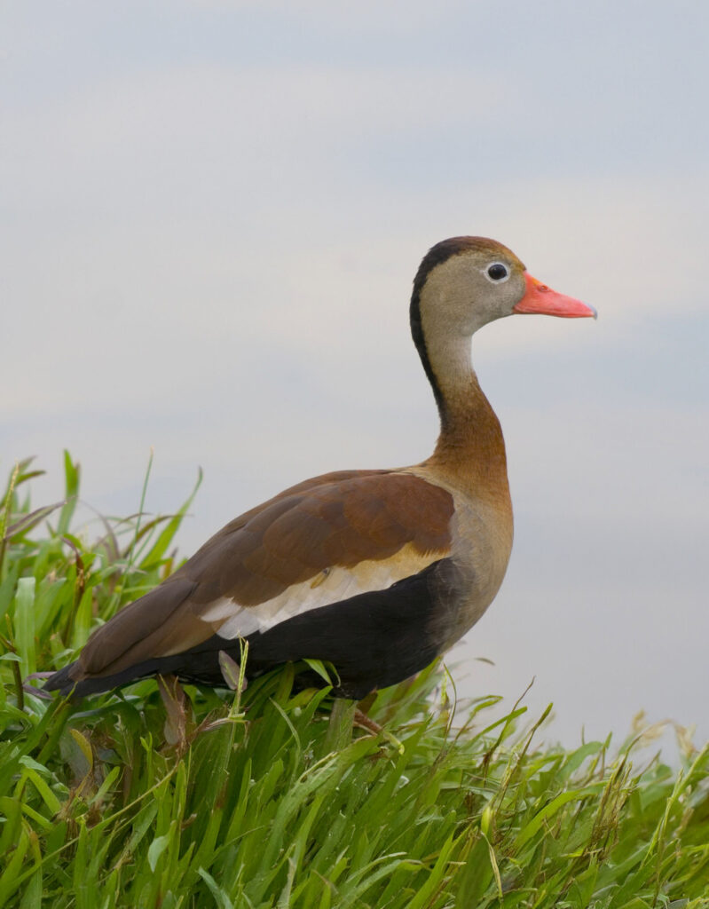 Découvrez le dendrocygne