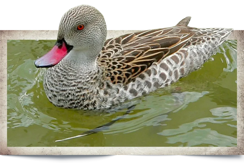 Animal Image