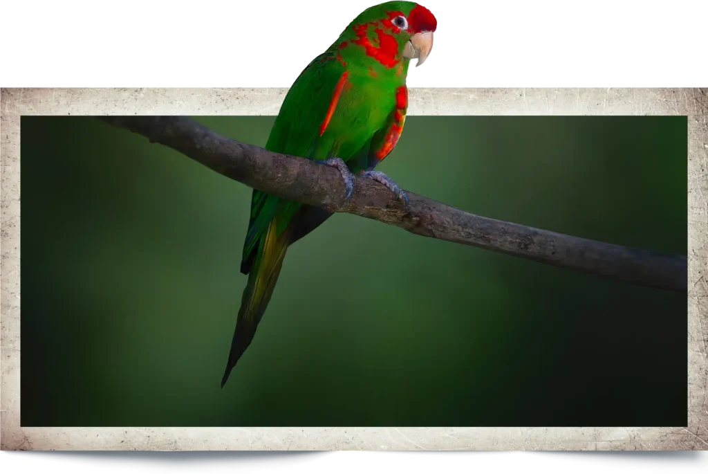 Animal Image