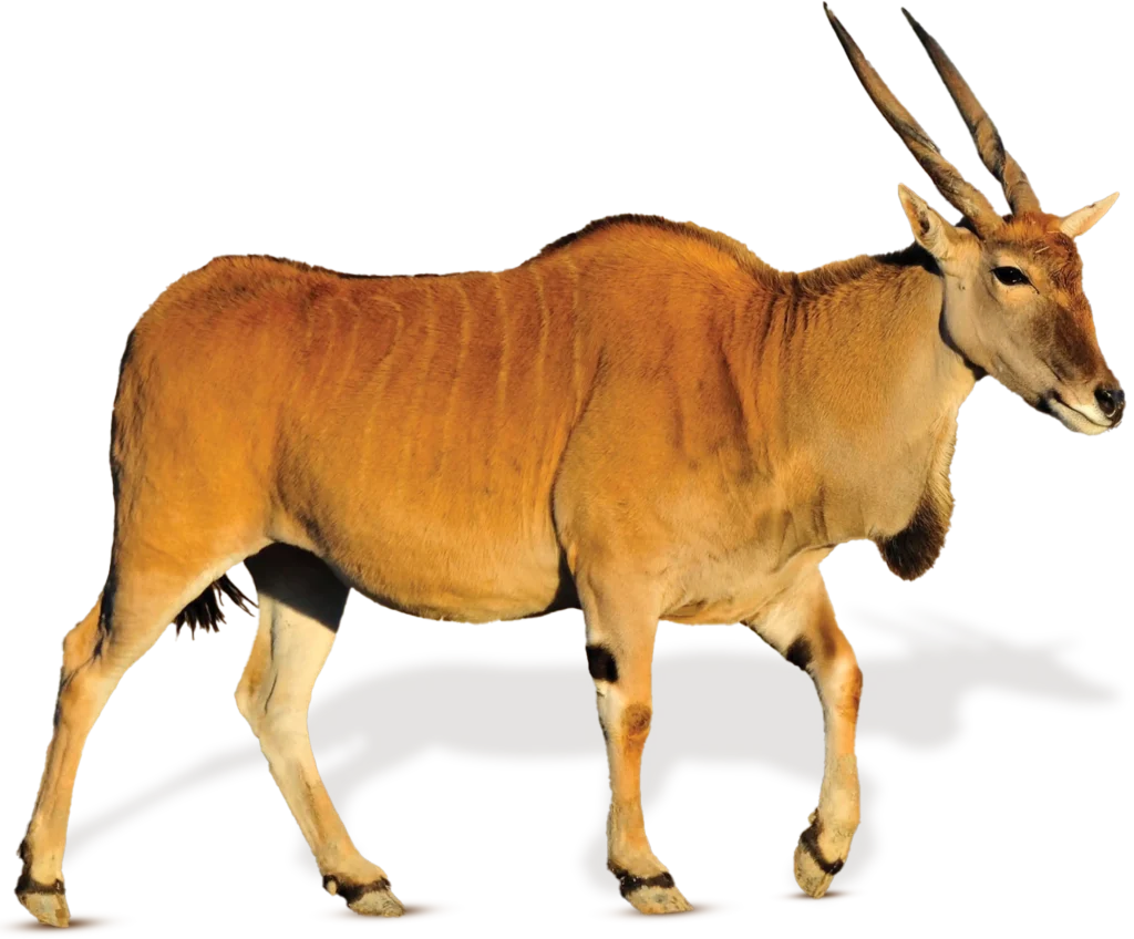 Animal Image