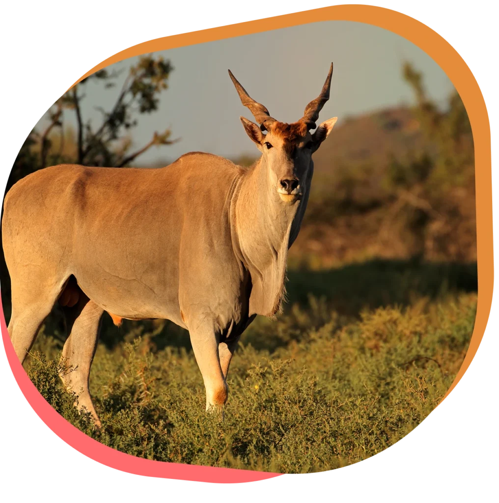 Découvrez l’Eland du Cap