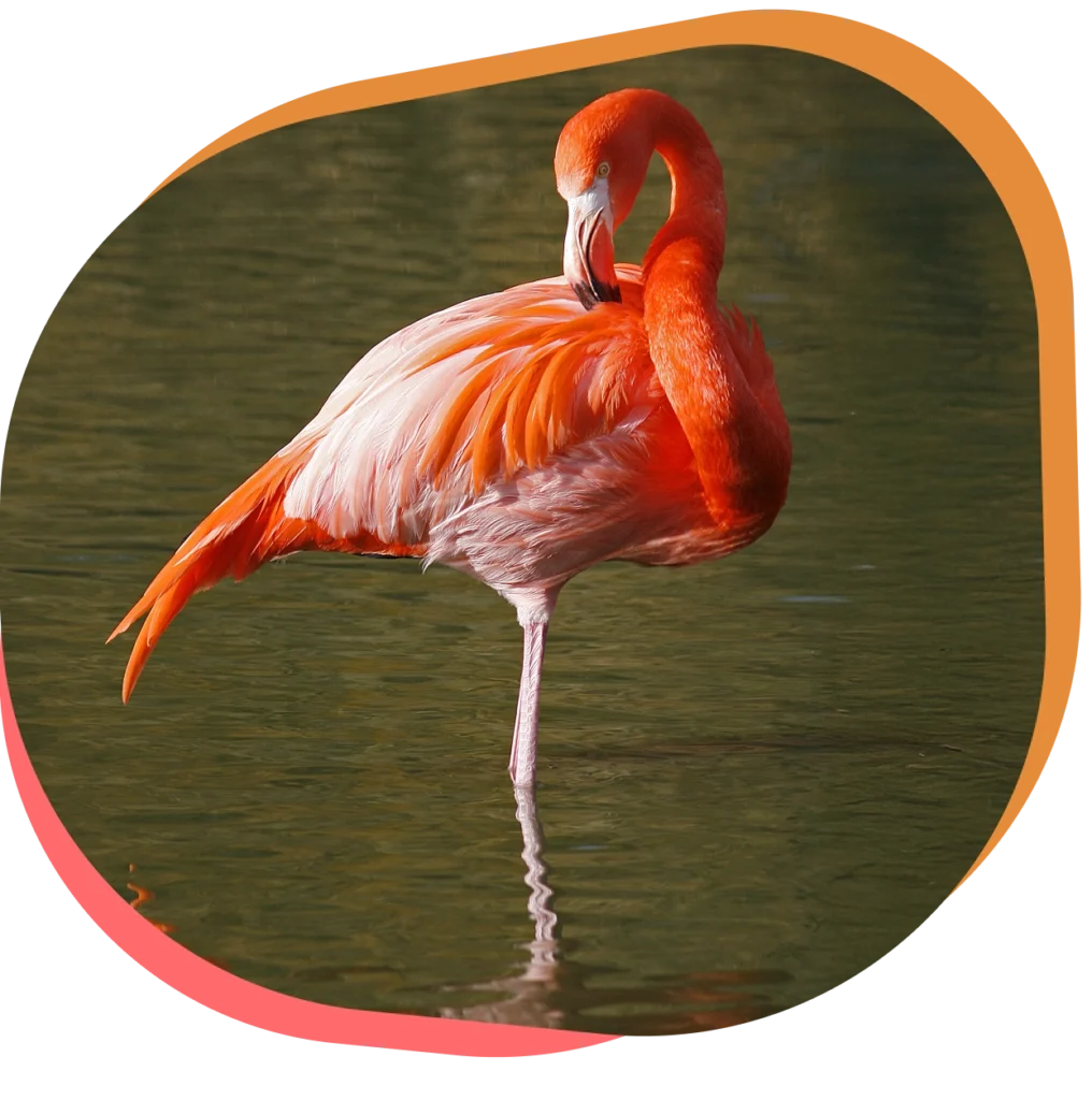 Découvrez le flamant des Caraïbes
