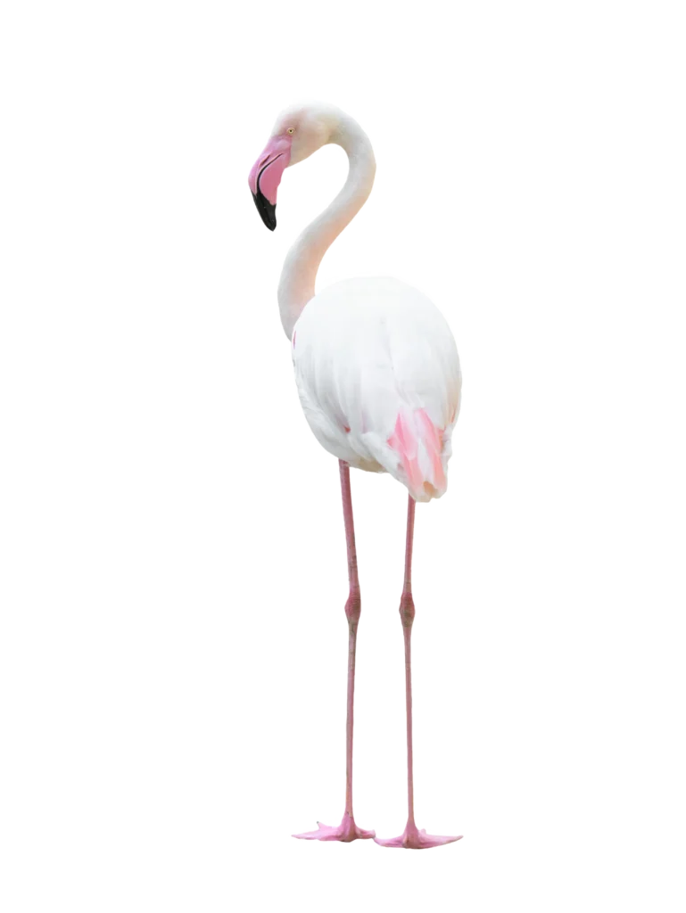 Animal Image
