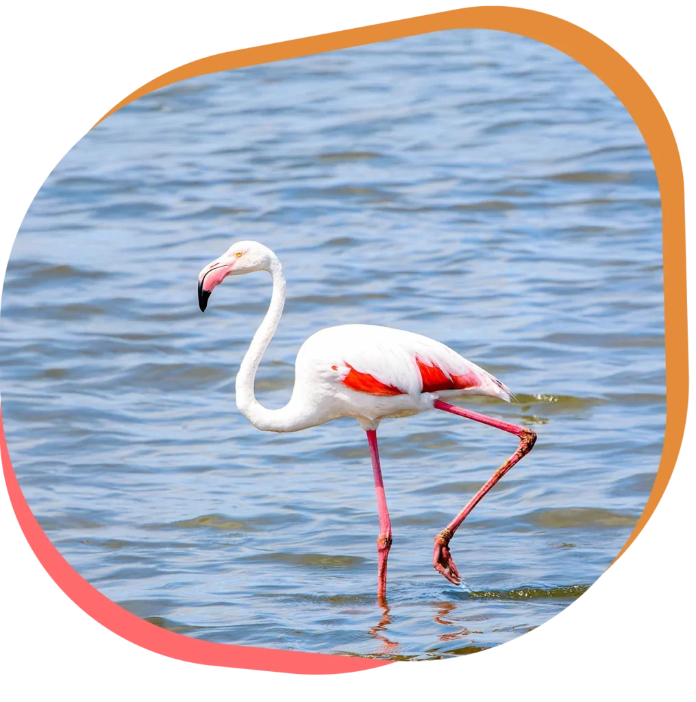 Découvrez le flamant rose