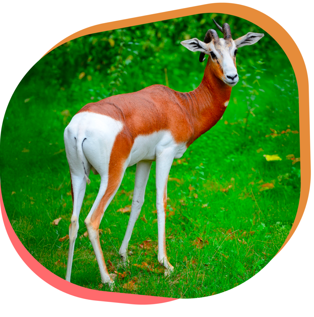 Découvrez la gazelle mhorr