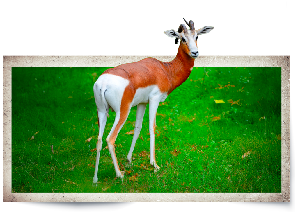Animal Image
