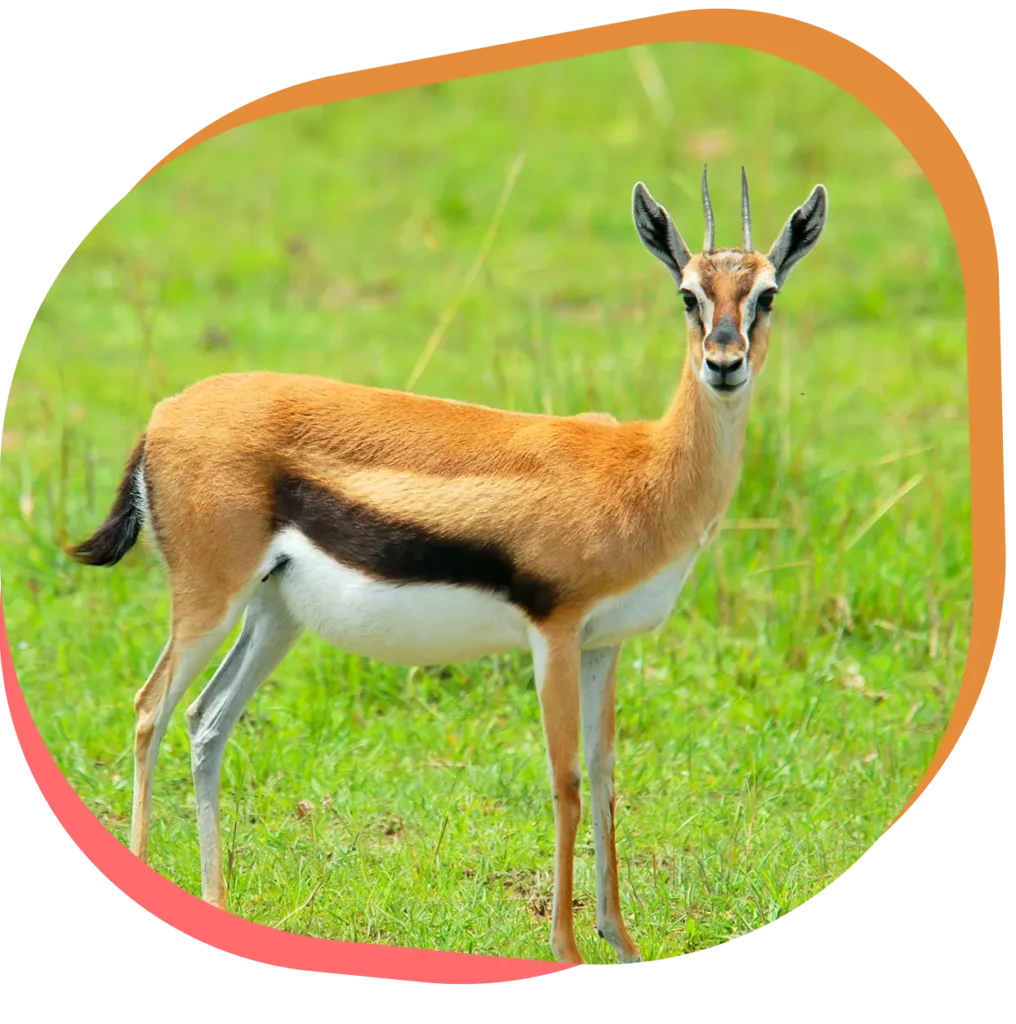 Découvrez la gazelle dorcas