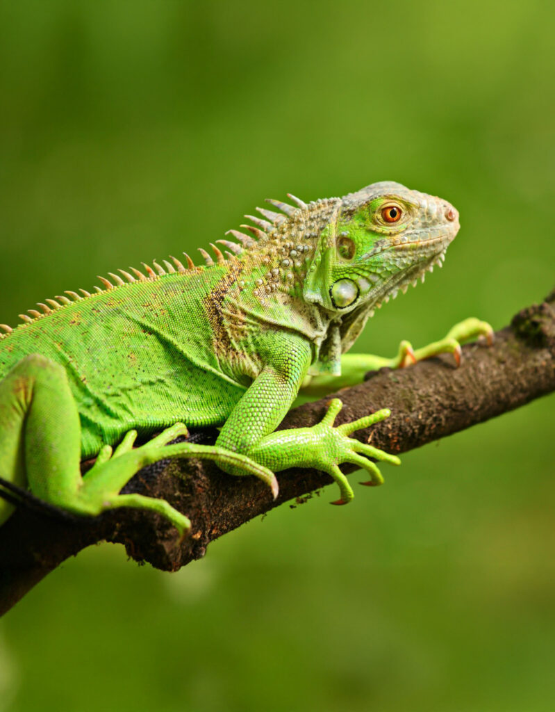 Découvrez l’iguane vert
