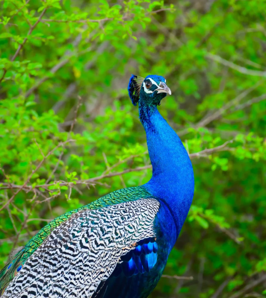Découvrez le paon bleu