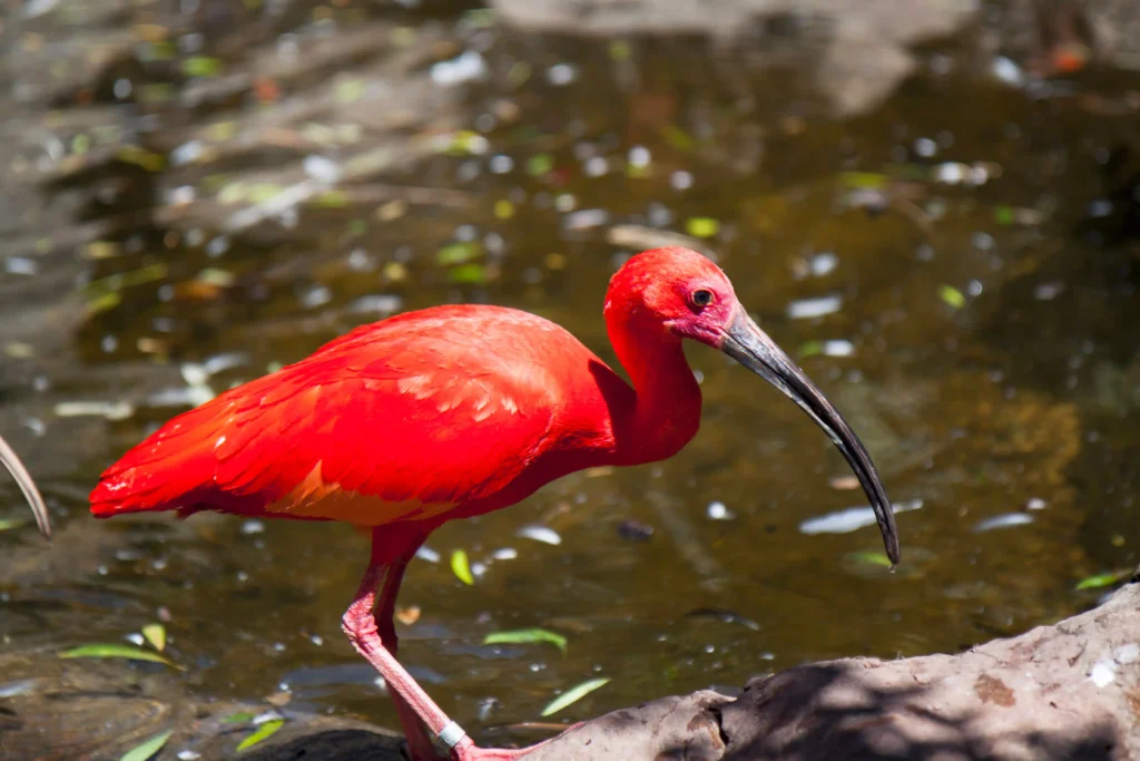 Découvrez l’ibis rouge