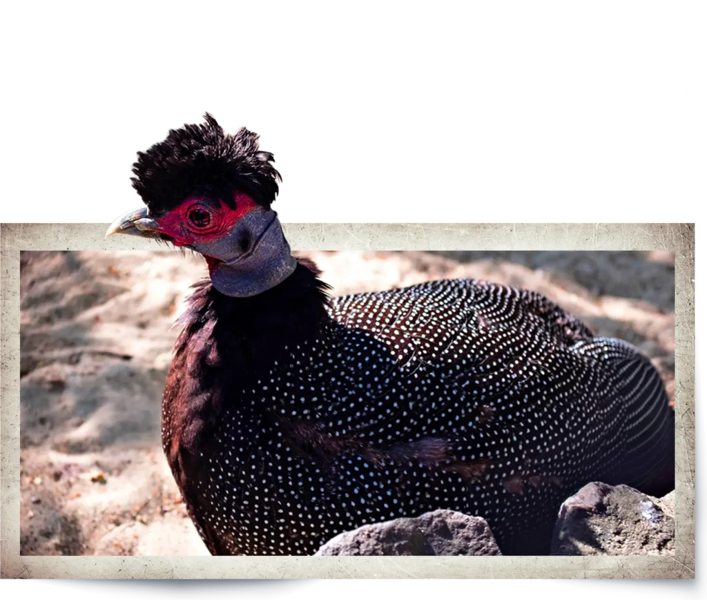 Animal Image