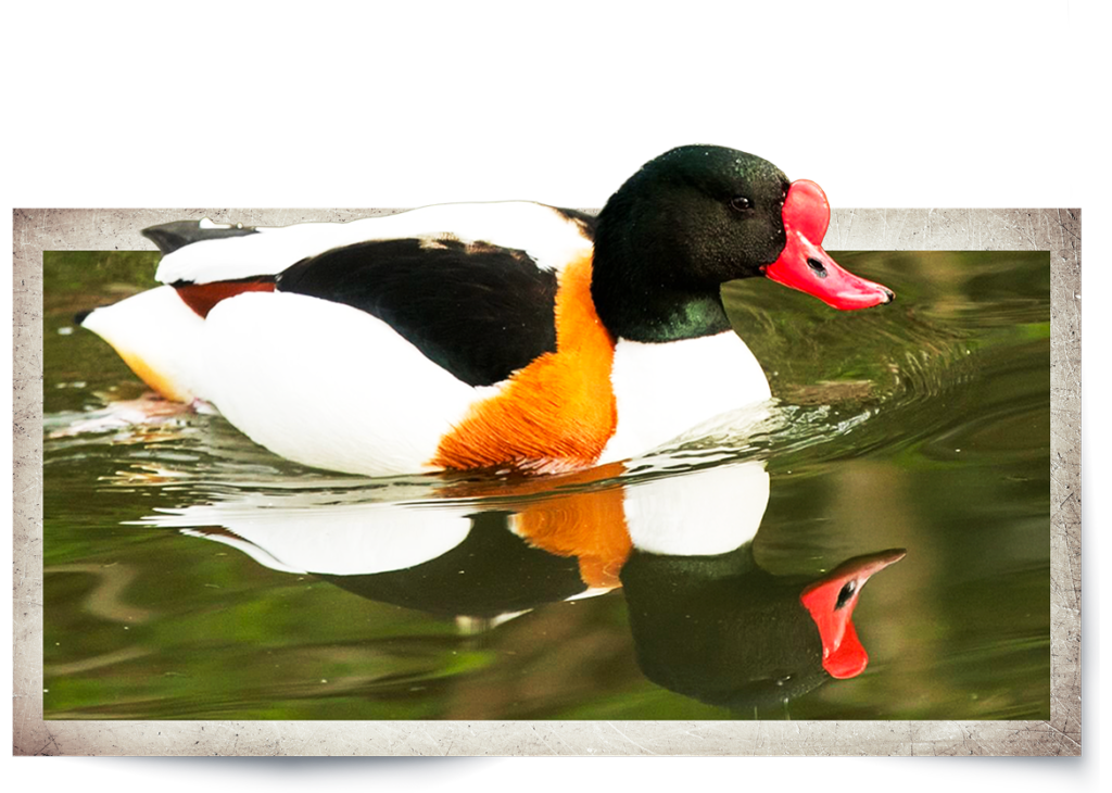 Animal Image