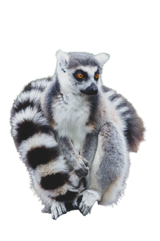 Animal Image