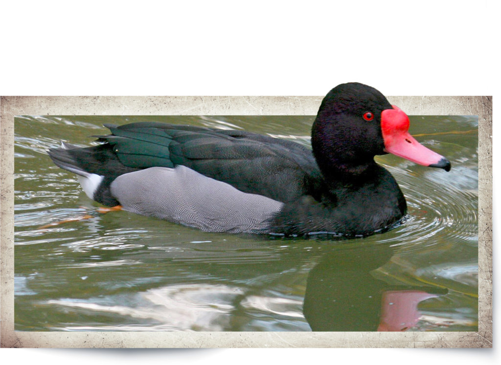Animal Image