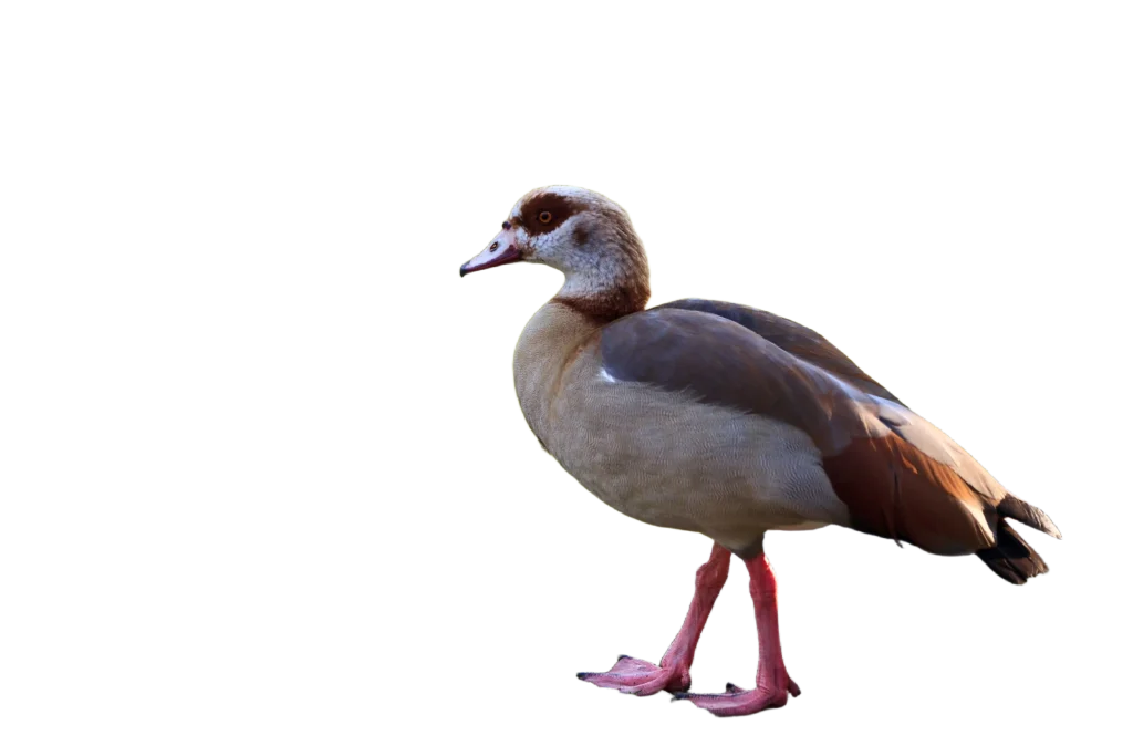 Animal Image